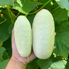 50 WHITE WONDER CUCUMBER Fruit Cucumis Sativus Seeds