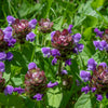 100 HEAL ALL Self Heal Prunella Vulgaris Purple Herb Flower Seeds