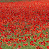 250 Red LONG POD POPPY Papaver Dubium Long Headed Blindeyes Flower Seeds