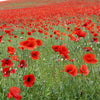 250 Red LONG POD POPPY Papaver Dubium Long Headed Blindeyes Flower Seeds