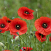 250 Red LONG POD POPPY Papaver Dubium Long Headed Blindeyes Flower Seeds