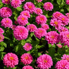 250 LUMINOSA PINK ZINNIA Elegans Flower Seeds