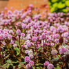 20 PUNCHING BALLS Pink Buttons Persicaria Capitata Polygonum Flower Seeds