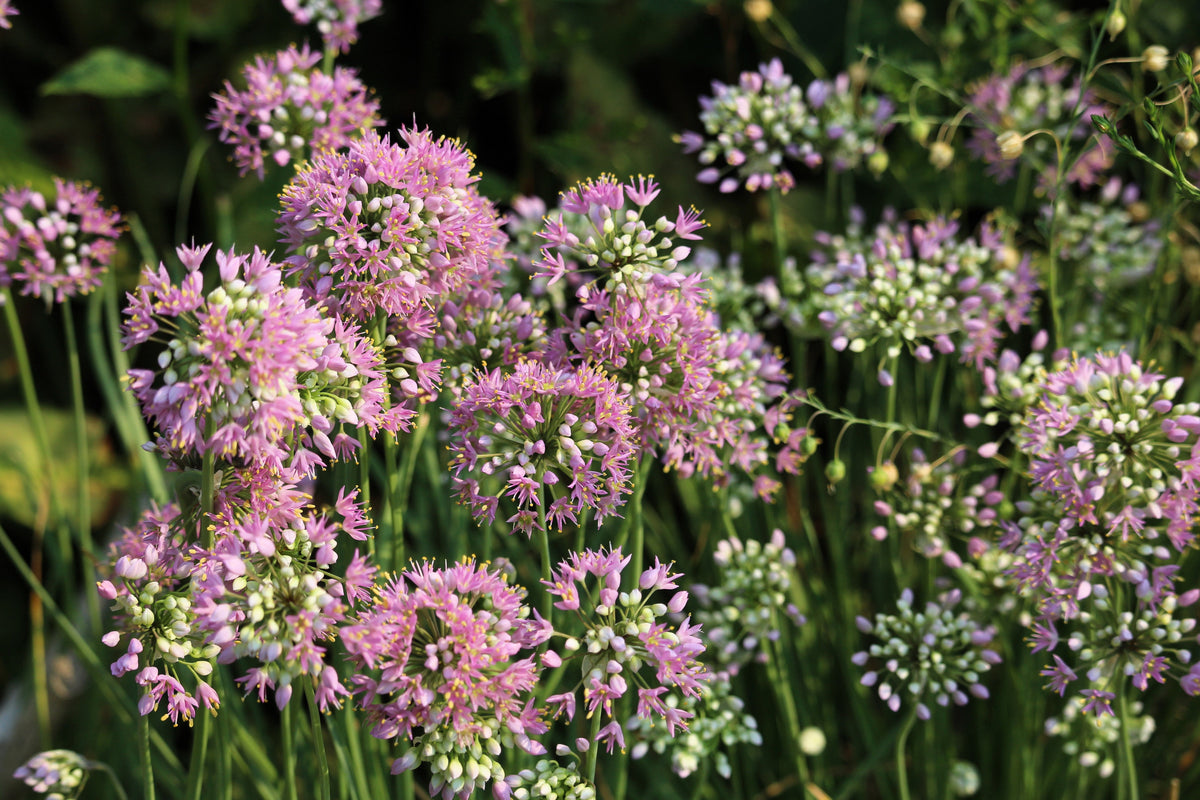 Prairie Allium Seeds – Stellatum Prairie Onion Pink Flower