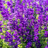 50 BLUE Monday CLARY SAGE Salvia Viridis Horminum Herb Flower Seeds