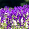 50 BLUE Monday CLARY SAGE Salvia Viridis Horminum Herb Flower Seeds