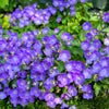 1000 TUSSOCK BELLFLOWER (Carpathian Bellflower) Campanula Carpatica Flower Seeds
