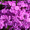 20 MEADOW PHLOX Maculata Mixed Colors Wild Sweet William Native Hummingbird Flower Seeds