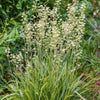 100 WHITE CAMAS Anticlea Elegans Zigadenus Camass Alkali Native Flower Seeds