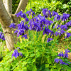 100 PURPLE COLUMBINE Aquilegia Vulgaris Flower Seeds