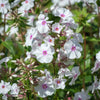 20 MEADOW PHLOX Maculata Mixed Colors Wild Sweet William Native Hummingbird Flower Seeds