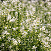 50 WHITE Swan CLARY SAGE Salvia Viridis Horminum Herb Flower Seeds