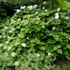40 White OAK LEAF HYDRANGEA Quercifolia Shrub Flower Seeds