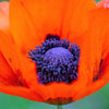 100 PRINCE of ORANGE POPPY Oriental Poppy Papaver Orientale Perennial Flower Seeds