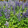 100 HOARY / DOWNY SKULLCAP Scutellaria Incana Flower Seeds