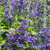 100 HOARY / DOWNY SKULLCAP Scutellaria Incana Flower Seeds