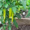 250 SWEET BANANA PEPPER Hungarian Capsicum Annuum Vegetable Seeds