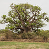 1000 BULK African BAOBAB TREE Adansonia Digitata Monkey Bread Judas Fruit Seeds