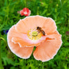 Mixed Colors Shirley Poppy (
