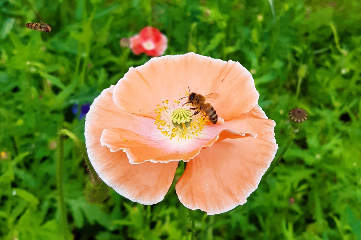 Mixed Colors Shirley Poppy (