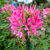 200 MAUVE QUEEN CLEOME Spinosa Hassleriana Purple Pink Spider Flower Seeds