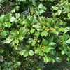 40 AMERICAN HOLLY Ilex Opaca Tree Shrub Evergreen Red Berry Seeds - aka White Holly, Prickly Holly, Christmas Holly, Yule Holly