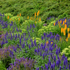 200 BLUE BOUQUET VERONICA Spicata Spike Speedwell Herb Flower Seeds