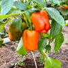 50 ORANGE Sun BELL PEPPER Sweet Capsicum Vegetable Seeds