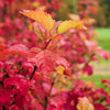 30 EUROPEAN CRANBERRY / SNOWBALL Tree Guelder Rose Viburnum Opulus Red Fruit White Flower Seeds