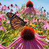 50 PINK BABY CONEFLOWER Echinacea Pallida Flower Seeds