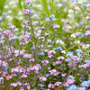 100 Mixed FORGET ME NOT Pink Blue White Mix Myosotis Alpestris Flower Seeds *Flat Shipping