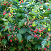 Red Raspberry Seeds – Rubus Idaeus Fruit Bush Vine – photo 5