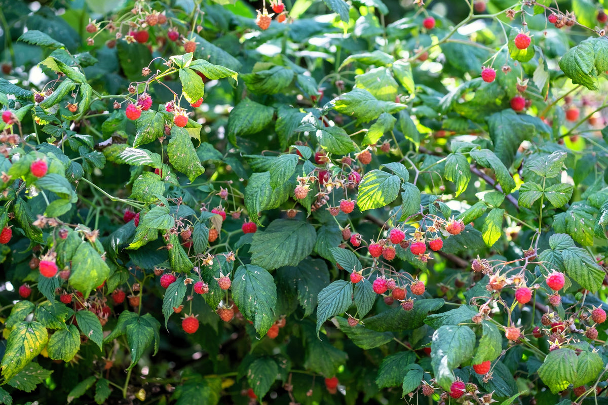 Red Raspberry Seeds – Rubus Idaeus Fruit Bush Vine – photo 5