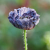 50 Organic AMAZING GREY POPPY Papaver Rhoeas Silvery Gray Flower Seeds