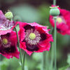 100 HENS and CHICKS Poppy Hens & Chickens Breadseed Lettuce Leaf Papaver Somniferum Flower Seeds