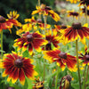 4000 Indian Summer GLORIOSA DAISY Rudbeckia Hirta Red Yellow Brown Flower Seeds