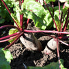 250 CYLINDRA BEET Beta Vulgaris Vegetable Seeds