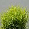 10 ZEBRA GRASS Variegated Maiden Grass Miscanthus Sinensis Zebrinus aka Chinese or Japanese Silver Grass / Plume Grass / Eulalia Seeds