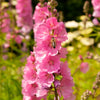50 PINK CHECKERMALLOW Sidalcea Hendersonii Henderson's Checkerbloom Flower Seeds