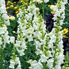 250 WHITE SNOWFLAKE SNAPDRAGON Antirrhinum Majus Flower Seeds