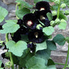 25 BLACK HOLLYHOCK Alcea Rosea Nigra Flower Seeds