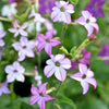 Heirloom Mixed Colors Nicotiana Seeds – (Ornamental Flowering Tobacco) Nicotiana Alata Flower – photo 4