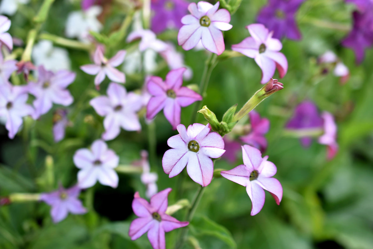 Heirloom Mixed Colors Nicotiana Seeds – (Ornamental Flowering Tobacco) Nicotiana Alata Flower – photo 4