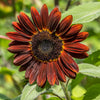 25 Red VELVET QUEEN SUNFLOWER Helianthus Annuus Flower Seeds