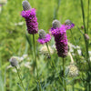 700 PURPLE PRAIRIE CLOVER Dalea Purpurea Flower Seeds