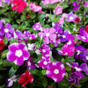 100 DWARF Little MIX PERIWINKLE / Vinca Rosea Flower Seeds