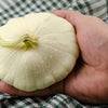 50 WHITE Bush SCALLOP SQUASH (Patty Pan / Paty Pan / Squanter Squash) Summer Cucurbita Pepo Vegetable Seeds