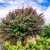 1000 BULK Mixed Colors ROSE Of SHARON HIBISCUS Syriacus Flower Tree Shrub Seeds