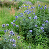 25 Blue GLOBE THISTLE Echinops Ritro Southern Globethistle Pollinator Flower Seeds