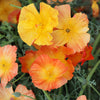 Mixed Colors California Poppy (Ballerina / Mission Bells) Eschscholzia Californica Flower Seeds – photo 6